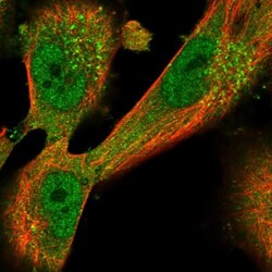 Dermokine beta Antibody, Novus Biologicals 0.1mL; Unlabeled:Antibodies,